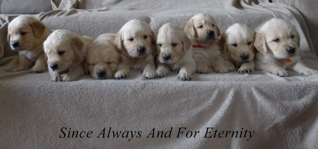 Since Always And For Eternity - Golden Retriever - Portée née le 01/07/2019