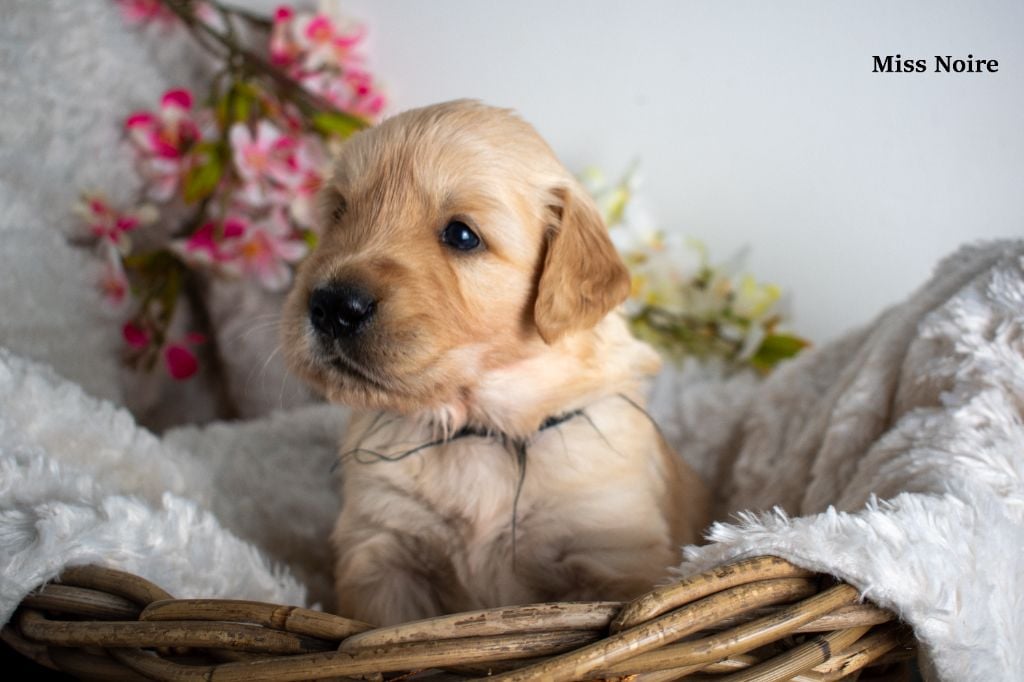 Since Always And For Eternity - Chiots disponibles - Golden Retriever