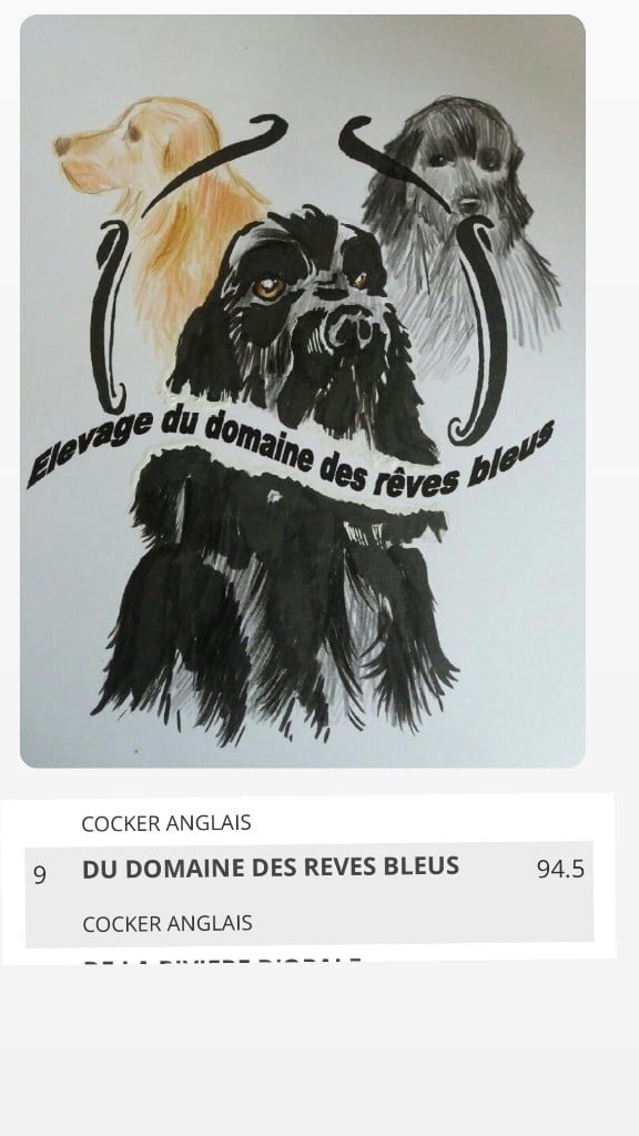 Du Domaine Des Rêves Bleus - 9 Eme meilleur eleveur 2023 