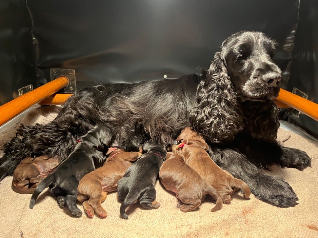 Chiot Cocker Spaniel Anglais Du Domaine Des Rêves Bleus