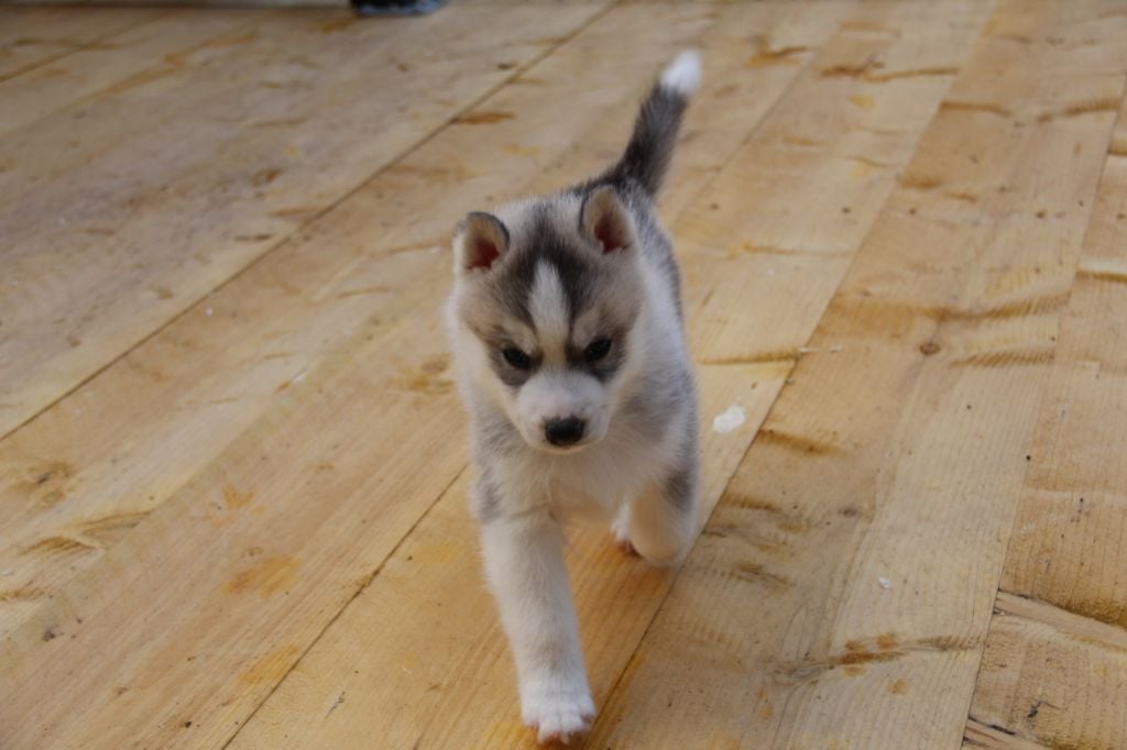 of Royal Siberian - Siberian Husky - Portée née le 26/08/2019