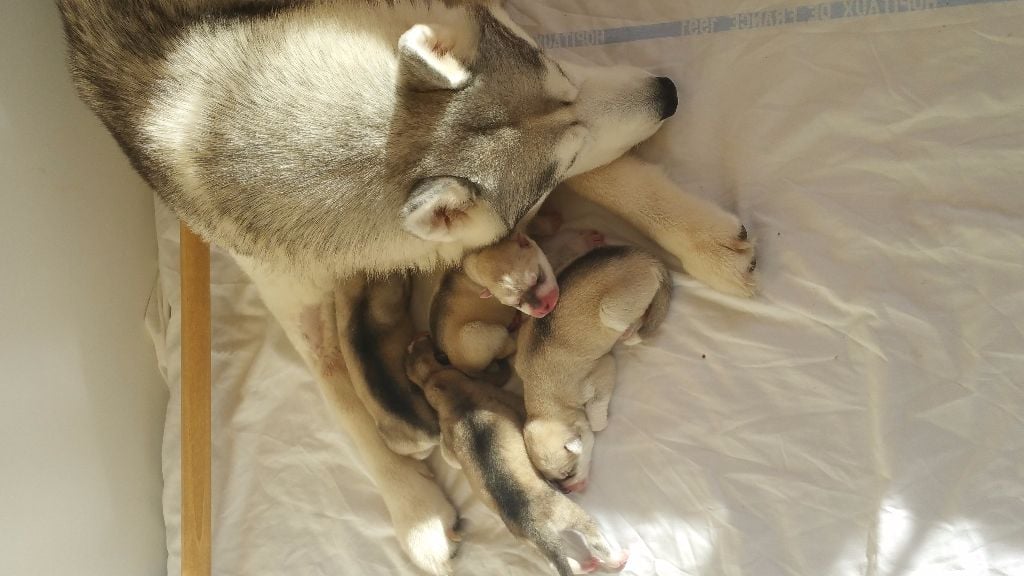 Chiot Siberian Husky of Royal Siberian