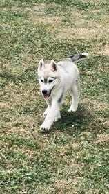 of Royal Siberian - Chiots disponibles - Siberian Husky