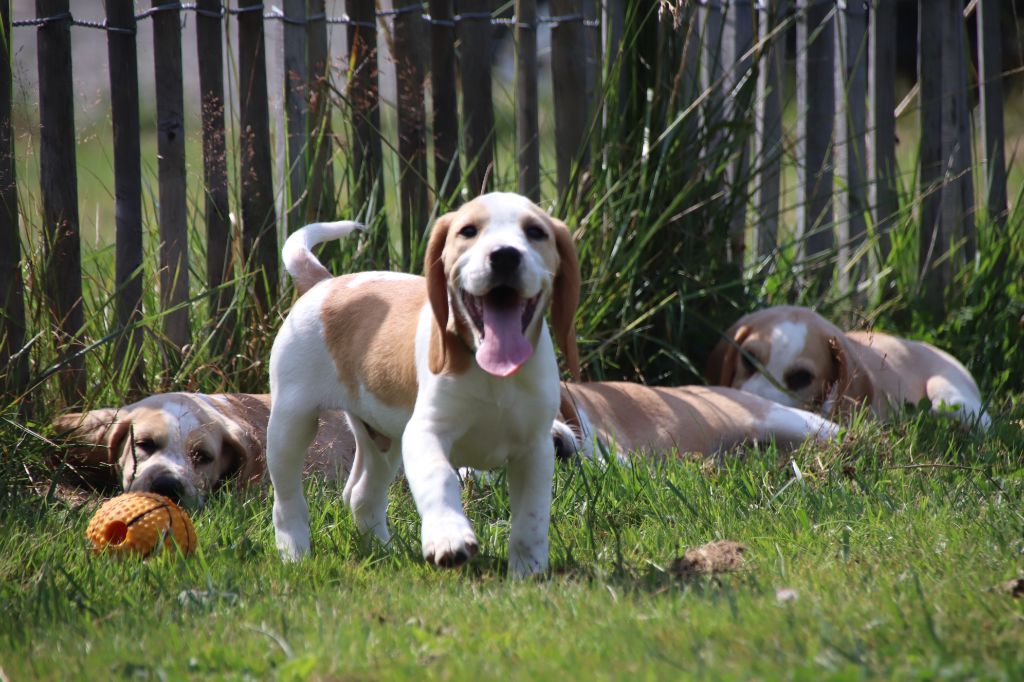 De La Lisardière - Chiots disponibles - Beagle