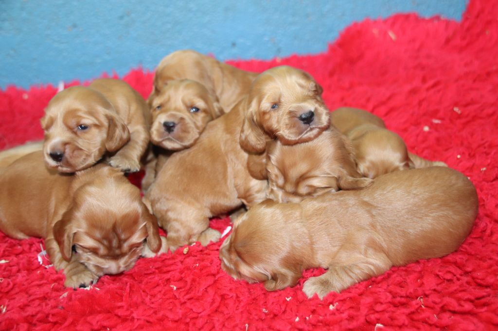 De La Lisardière - Cocker Spaniel Anglais - Portée née le 10/09/2024