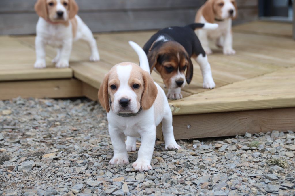 De La Lisardière - Chiots disponibles - Beagle