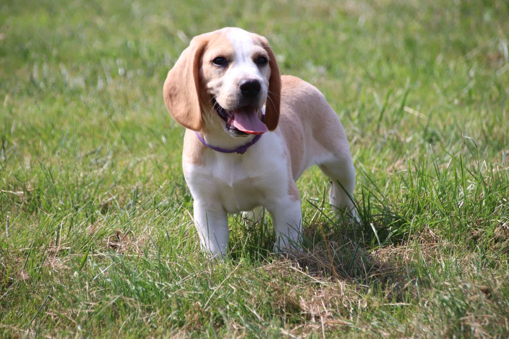 De La Lisardière - Chiots disponibles - Beagle