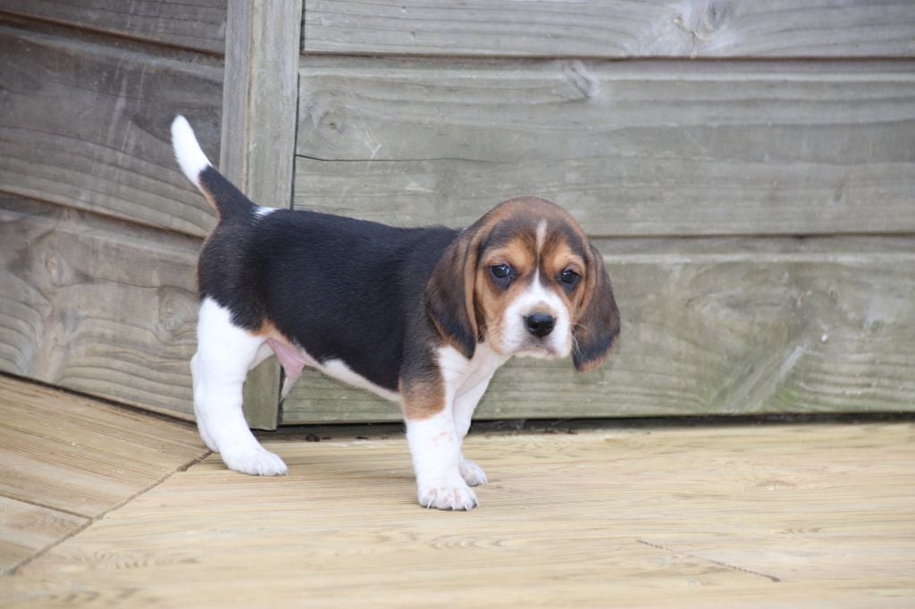 De La Lisardière - Chiots disponibles - Beagle