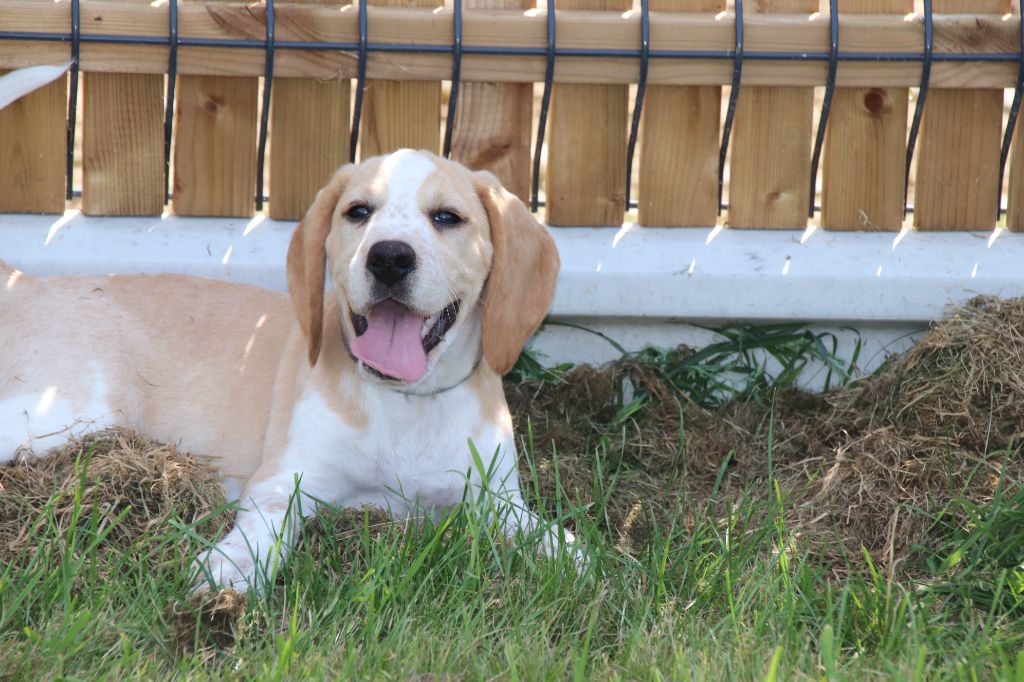 De La Lisardière - Chiots disponibles - Beagle