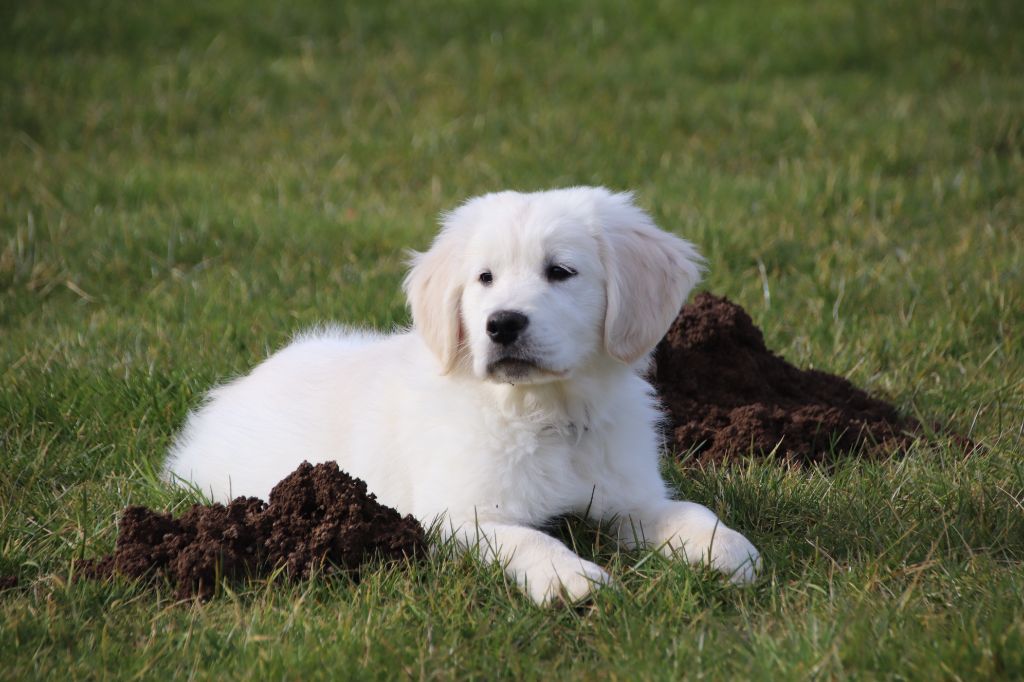 De La Lisardière - Chiots disponibles - Golden Retriever