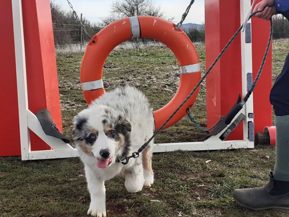 Chiot Berger Australien Du Vent Occitan