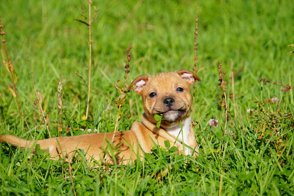 LE DÉPART DE NOS CHIOTS 