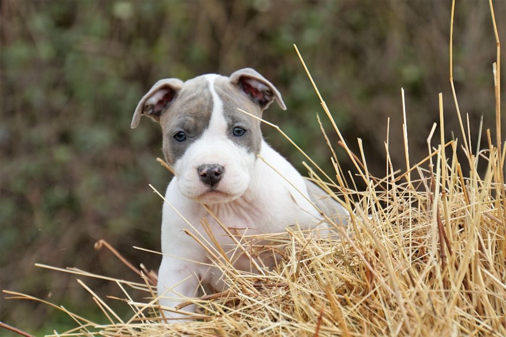 le départ de nos chiots 