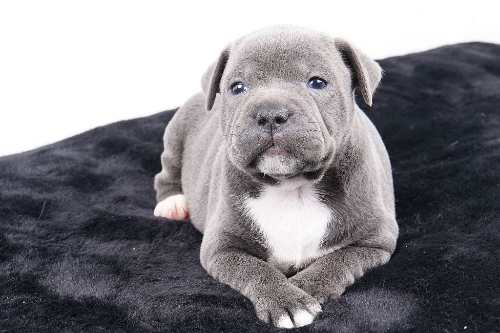 Forgiveness American Dog - Chiots disponibles - Staffordshire Bull Terrier