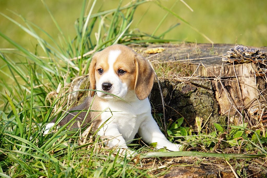 Forgiveness American Dog - Chiots disponibles - Beagle