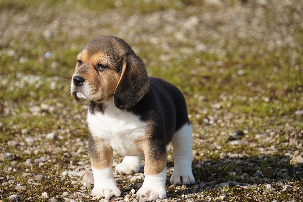 Chiot Beagle Forgiveness American Dog