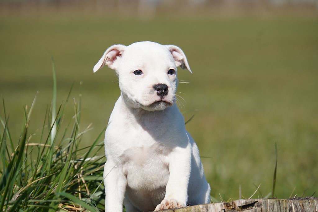 Forgiveness American Dog - Chiots disponibles - Staffordshire Bull Terrier