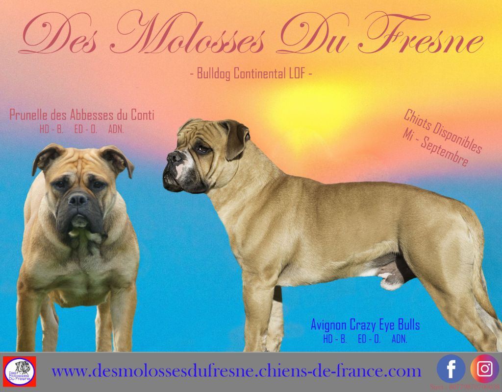 Des Molosses Du Fresne - Chiots à Réserver !