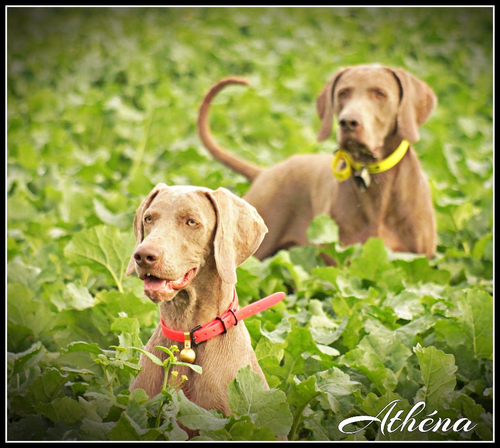 The Wittelsbach Del Monte Alban - PRINCESS "  ATHENA " à 10 mois !!!! 