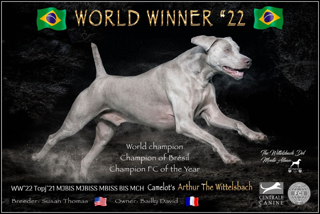 The Wittelsbach Del Monte Alban - " ARTHUR " CHAMPION DU MONDE !!!!!