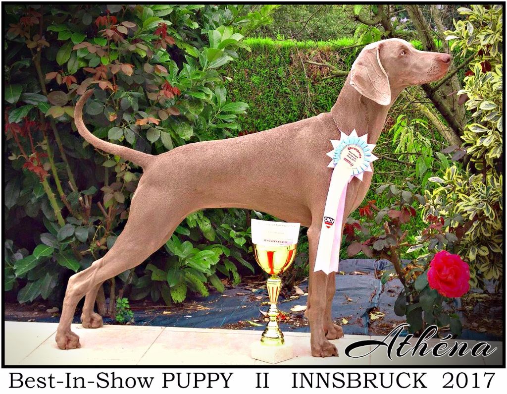 The Wittelsbach Del Monte Alban - " ATHENA " BEST- IN - SHOW II  Puppy INNSBRUCK !!!