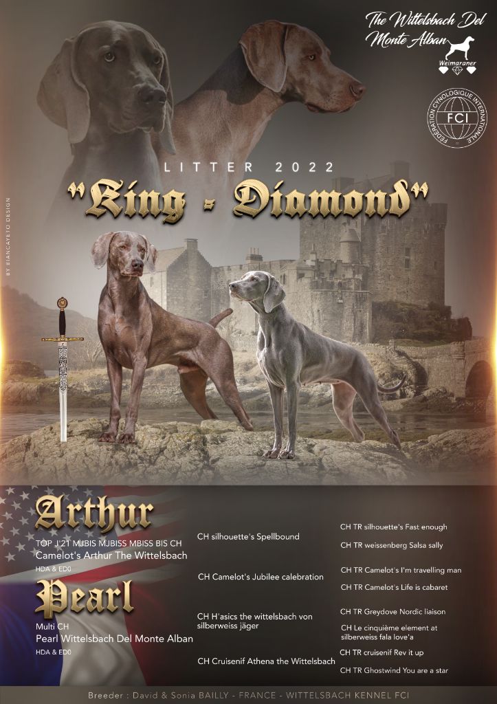 The Wittelsbach Del Monte Alban - " KING - DIAMOND " nôtre nouvelle litter !!!!