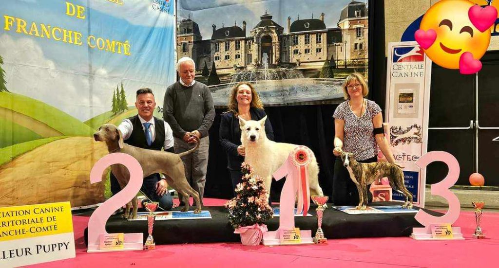 The Wittelsbach Del Monte Alban - " UNICA " BEST-IN-SHOW II puppy !!!!