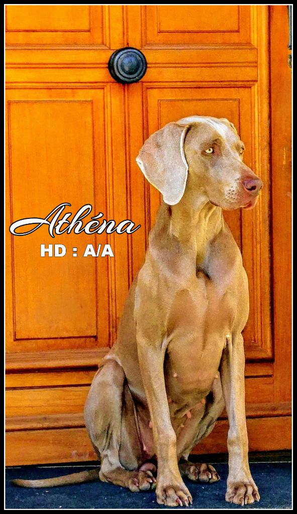 The Wittelsbach Del Monte Alban - " ATHENA " PARFAITE DES HANCHES : HD A/A !!!!!