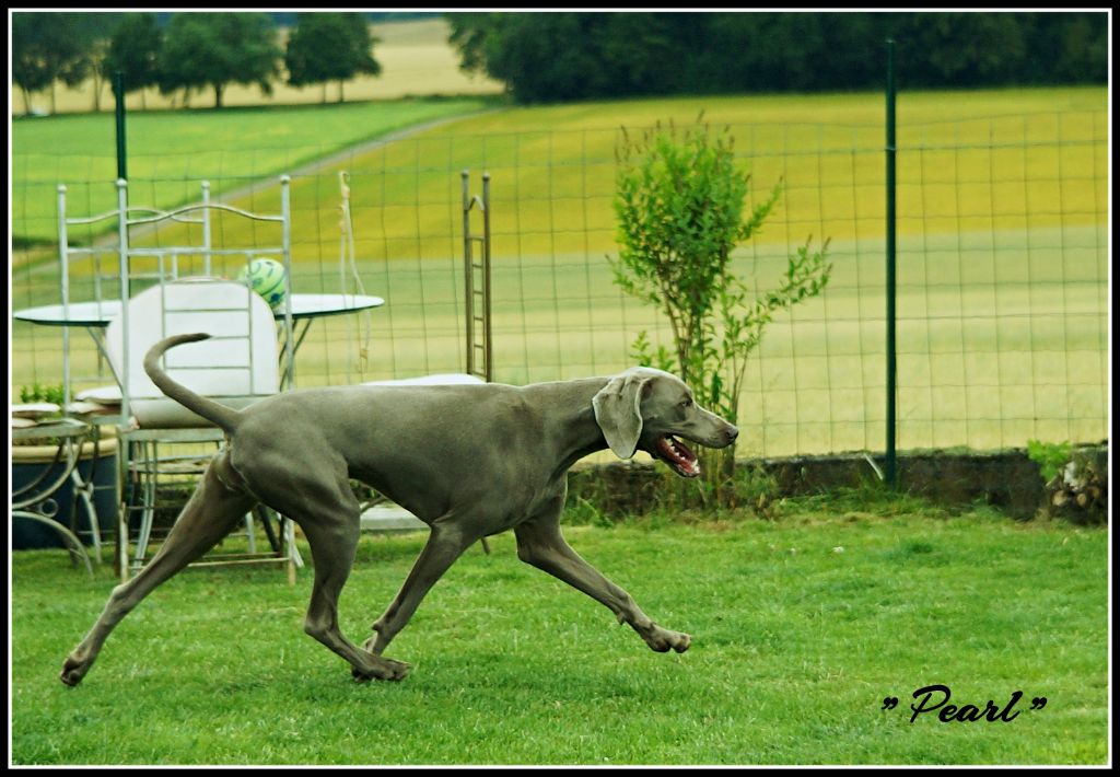 The Wittelsbach Del Monte Alban - " PEARL " digne héritiere de ses parents  !!!