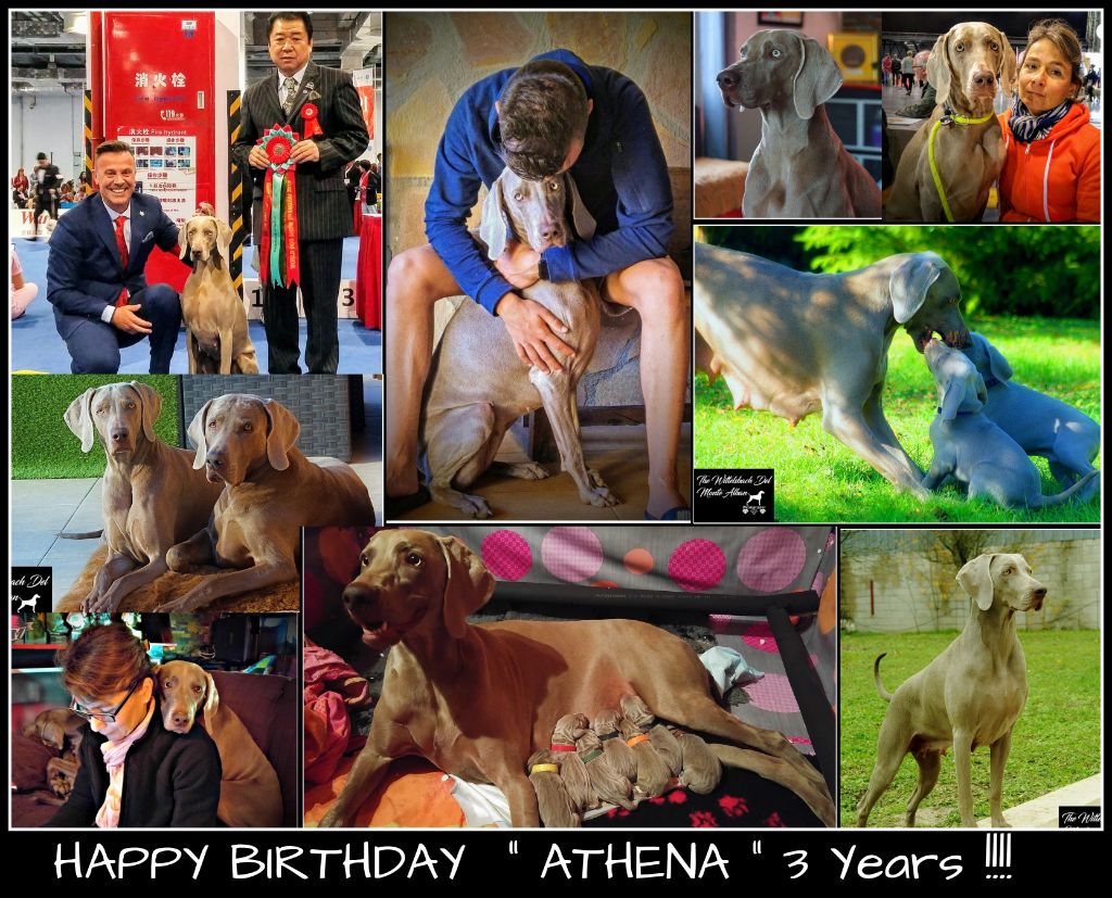 The Wittelsbach Del Monte Alban - BON ANNIVERSAIRE " ATHENA " !!!!!!