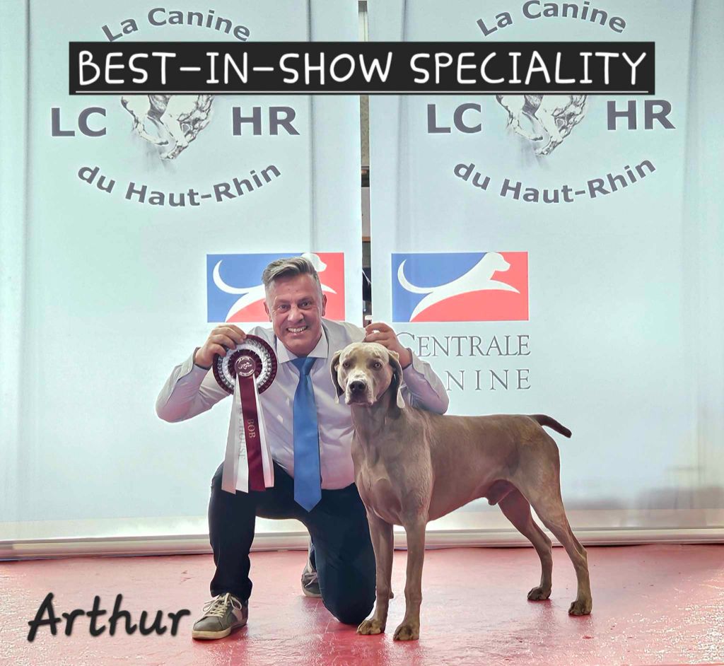 The Wittelsbach Del Monte Alban - " ARTHUR " à nouveau BEST-IN-SHOW SPECIALITY !!!