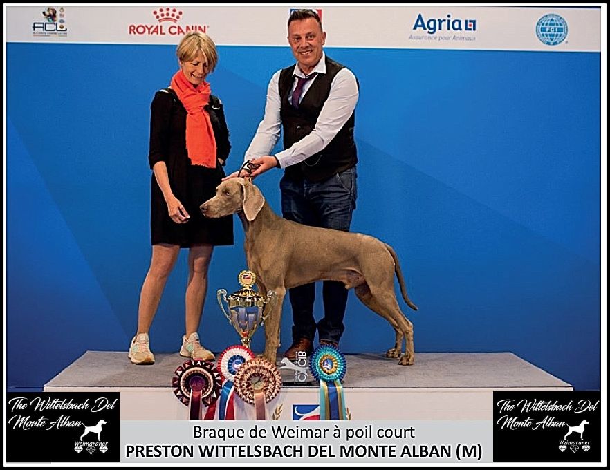 The Wittelsbach Del Monte Alban - " PRESTON " BEST WEIMARANER du CH De FRANCE "22 !!