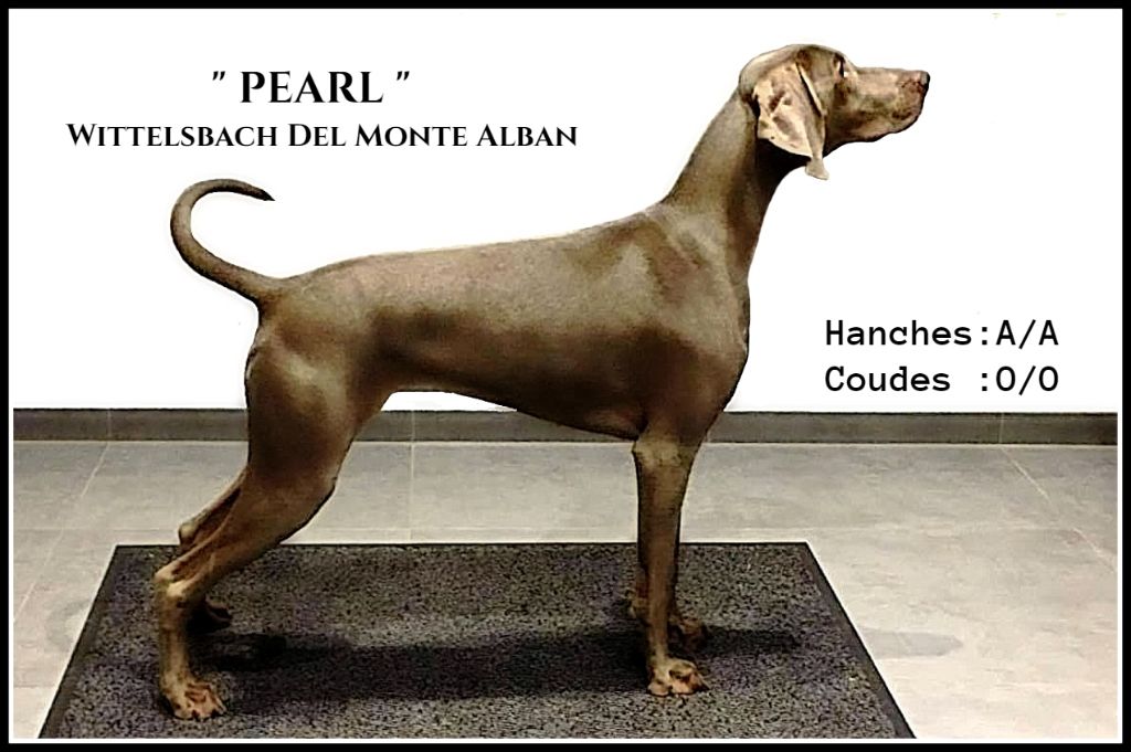 The Wittelsbach Del Monte Alban - " PEARL " Parfaite !!!!