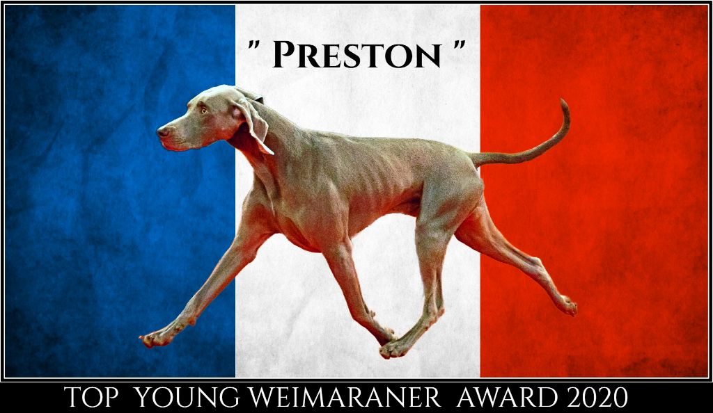 The Wittelsbach Del Monte Alban - " PRESTON " TOP JEUNE AWARD 2020 !!!