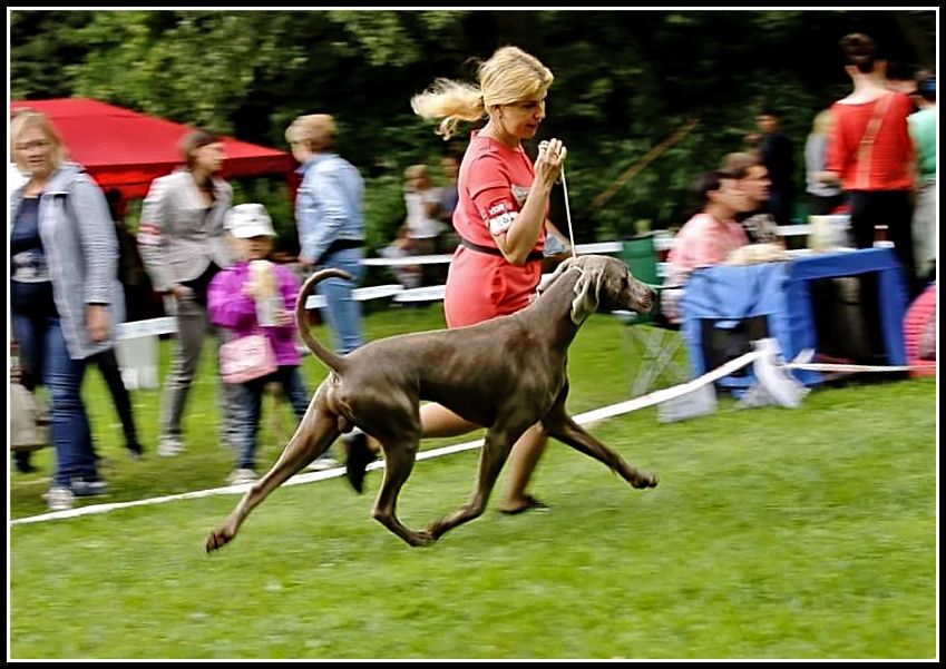 The Wittelsbach Del Monte Alban - " PHILIPPE "   Jeune Champion de Russie !!!