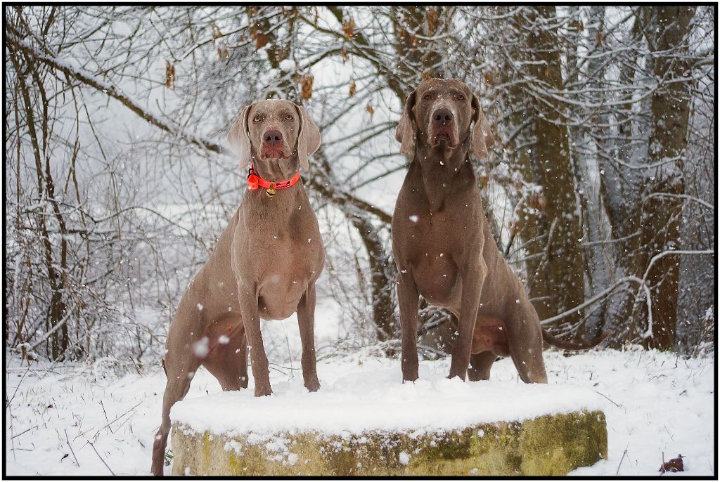 The Wittelsbach Del Monte Alban - Athéna & H'Asics adorent la neige ...