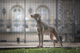 The Wittelsbach Del Monte Alban - " PEARL " Meilleur de la Race à Cauro !!!