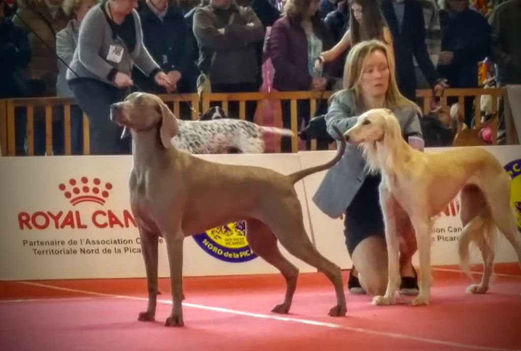 The Wittelsbach Del Monte Alban - CHAMPION " Athéna " Meilleur De Race à Amiens !!!