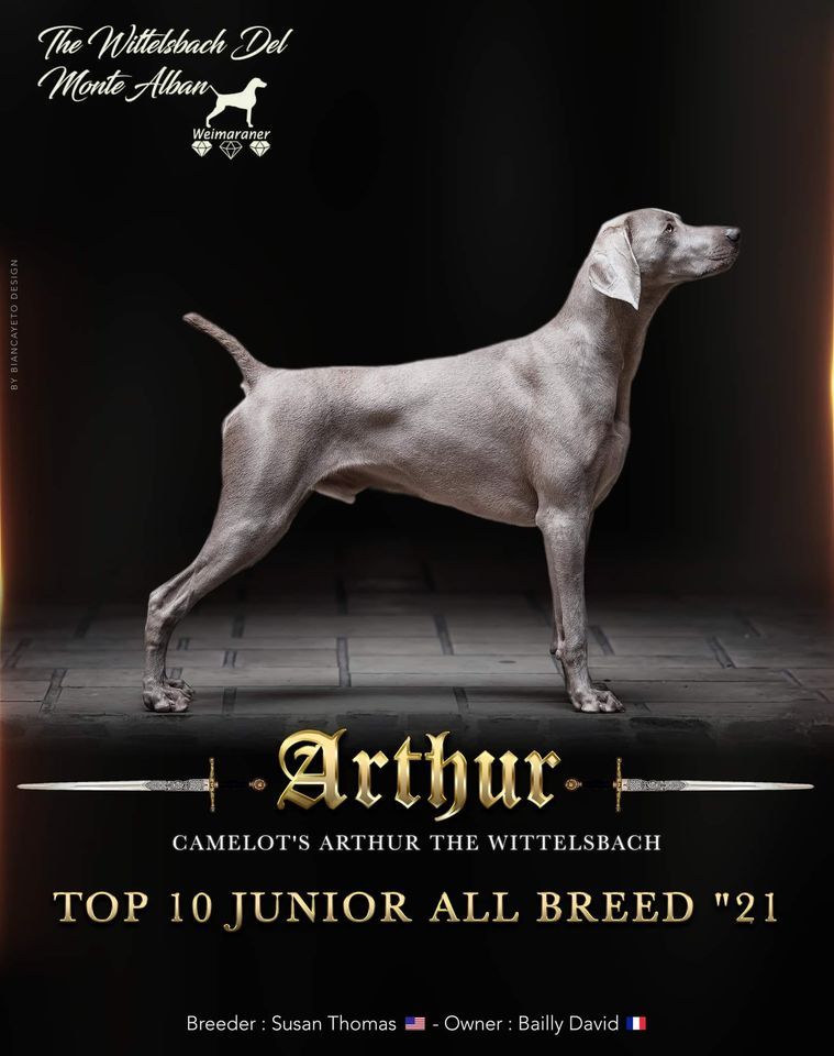 The Wittelsbach Del Monte Alban - " ARTHUR " TOP 10 JUNIOR ALL BREED " 21 !!!