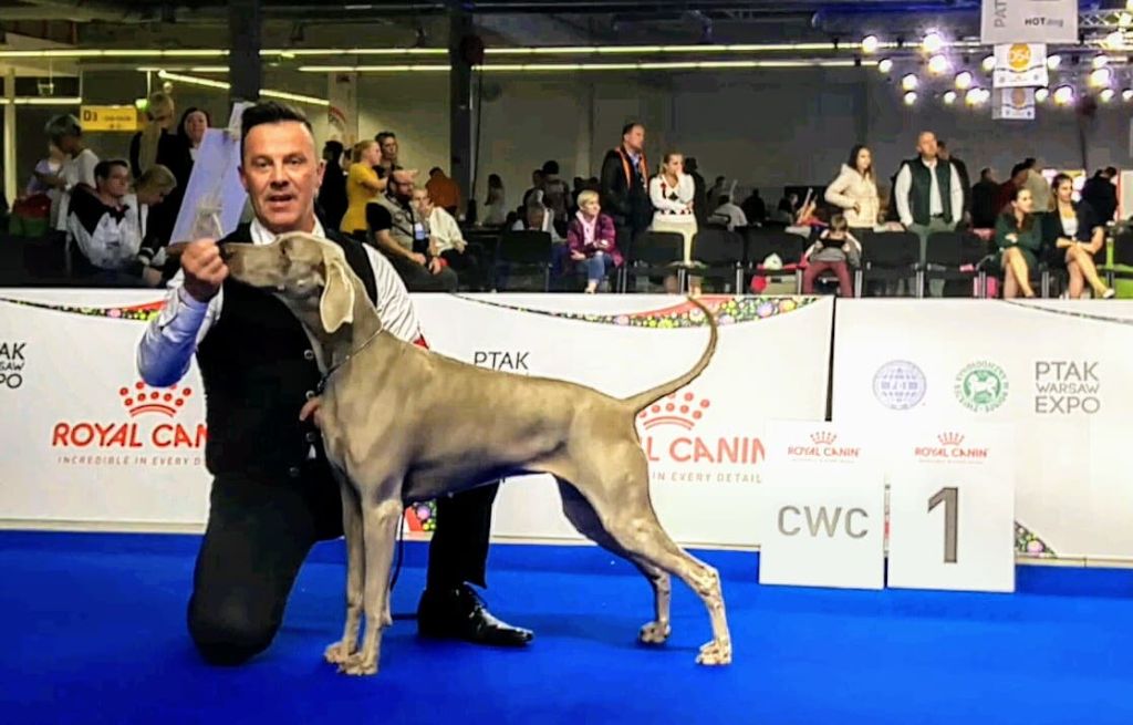 The Wittelsbach Del Monte Alban - La MEILLEUR performance  Française de Show-Beautée de l'année !!!