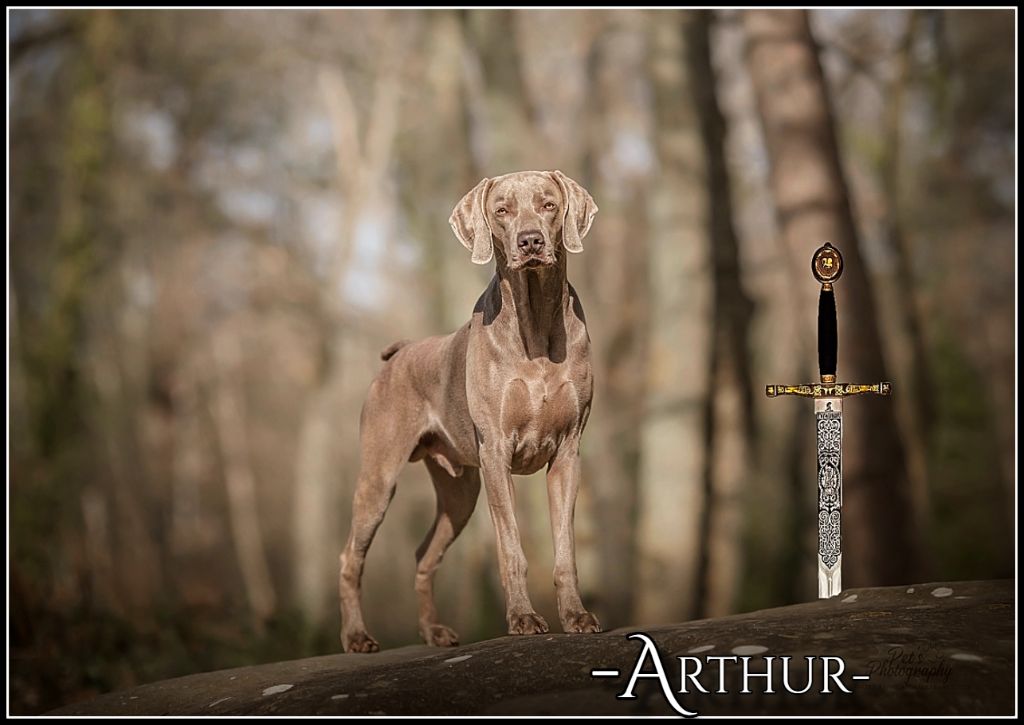 The Wittelsbach Del Monte Alban - " ARTHUR " Meilleur de race à Lyon !!!!