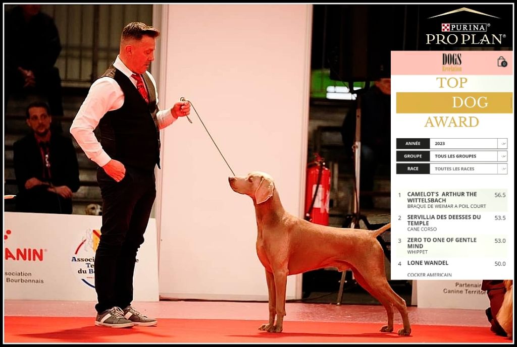 The Wittelsbach Del Monte Alban - " ARTHUR " TOP DOG AWARDS toutes races !!!