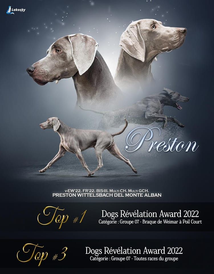 The Wittelsbach Del Monte Alban - " PRESTON " TOP WEIMAR  DOG AWARD " 22 !!!!!