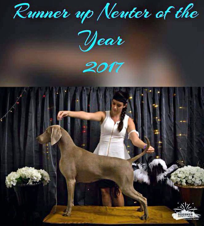 The Wittelsbach Del Monte Alban - " MAPLE " : Runner Up Neuter Of The Year 2017 !!!!