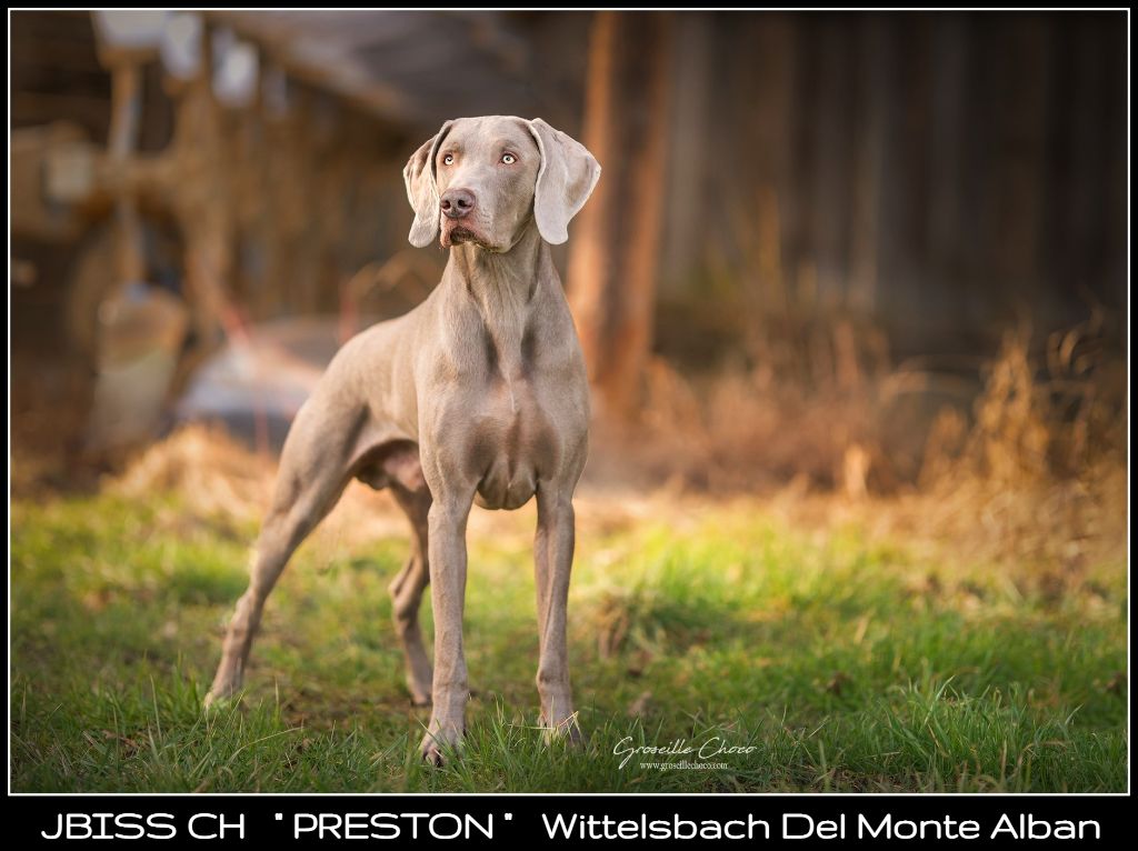 The Wittelsbach Del Monte Alban - JBISS  CH " PRESTON " CHAMPION à 18 mois !!!