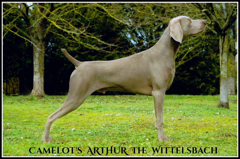 The Wittelsbach Del Monte Alban - " ARTHUR " un pedigree prestigieux unique en Europe .