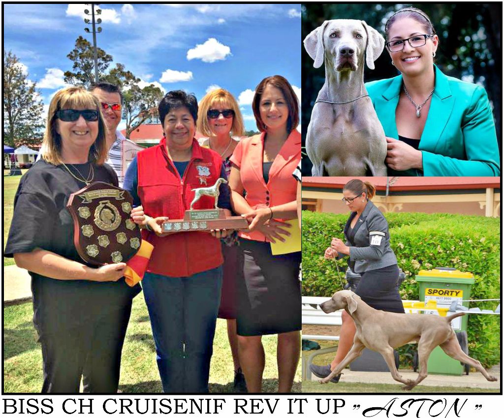 The Wittelsbach Del Monte Alban -  " ASTON " ; RUNNER UP WEIMARANER OF THE YEAR !!!!