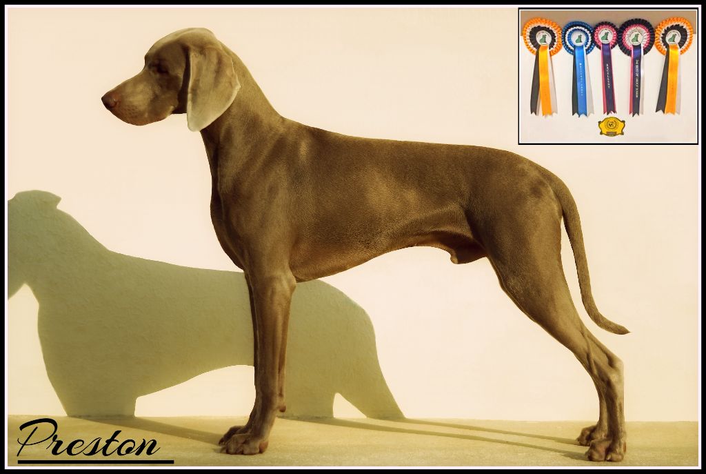 The Wittelsbach Del Monte Alban - " PRESTON " , Speciality  Best Junior In Show !!!!