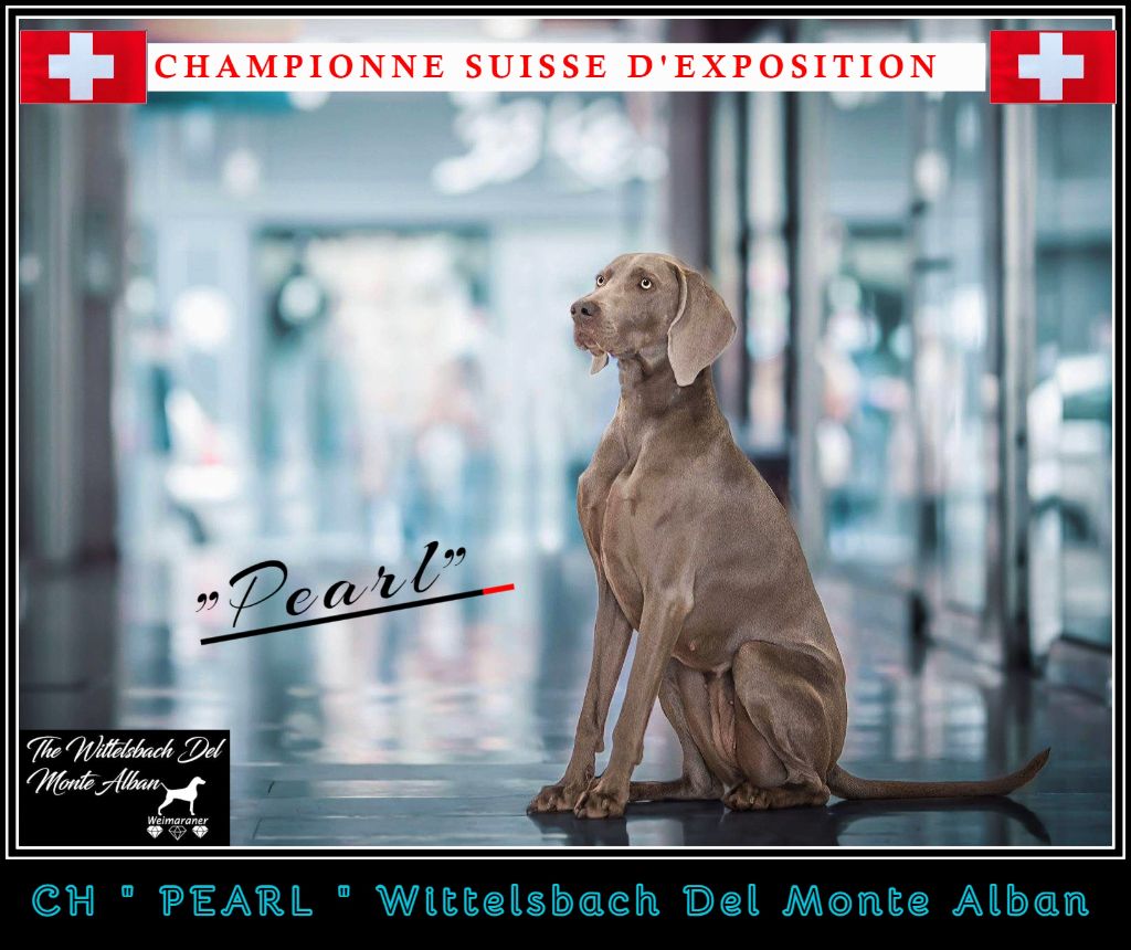 The Wittelsbach Del Monte Alban - " PEARL " CHAMPIONNE !!!!!!!