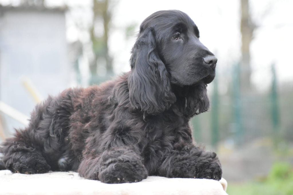 Du Domaine D'Anteros - Cocker Spaniel Anglais - Portée née le 31/07/2024